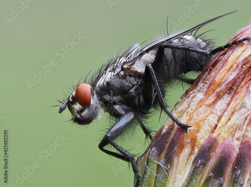 Graue Fleischfliege (Sarcophaga carnaria) photo