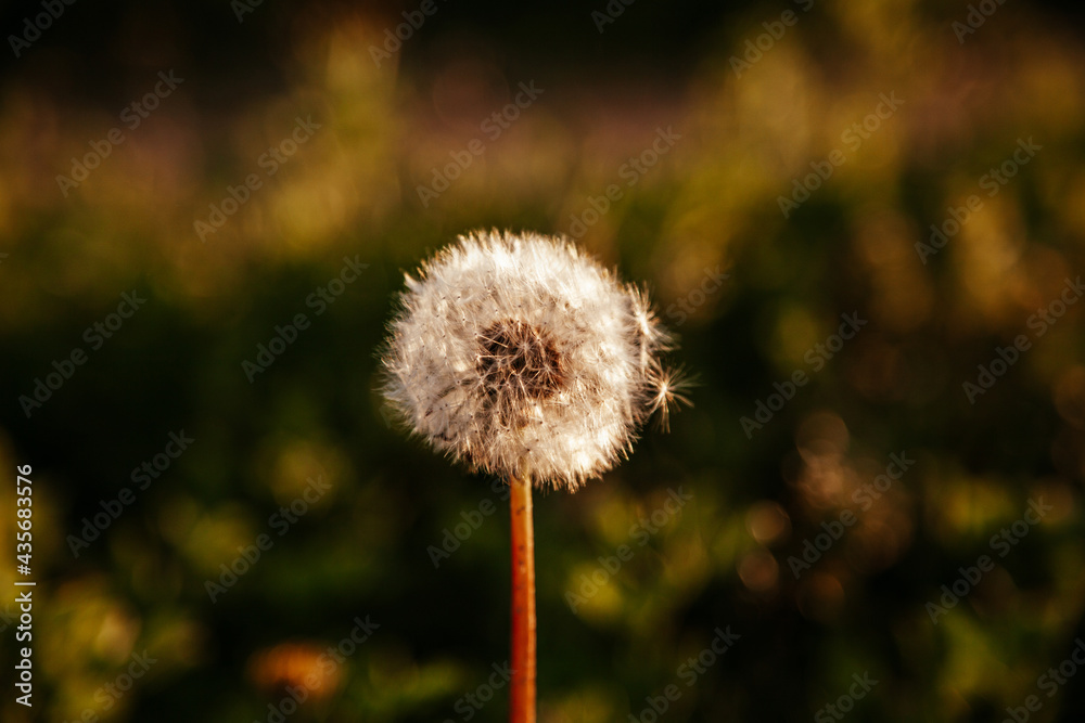 Light air dandelions at sunset on a blurred dark background Light air dandelions at sunset on a blurred dark background