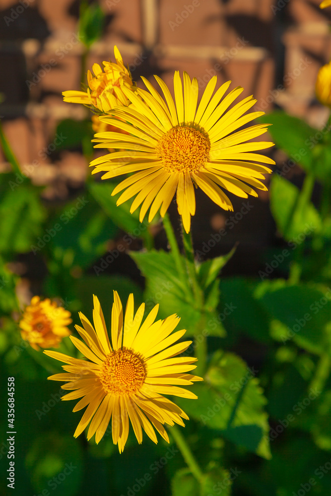 Fototapeta premium Yellow daisies with large flowers grow in the garden