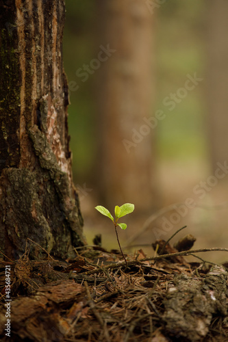 sprout growing in the ground