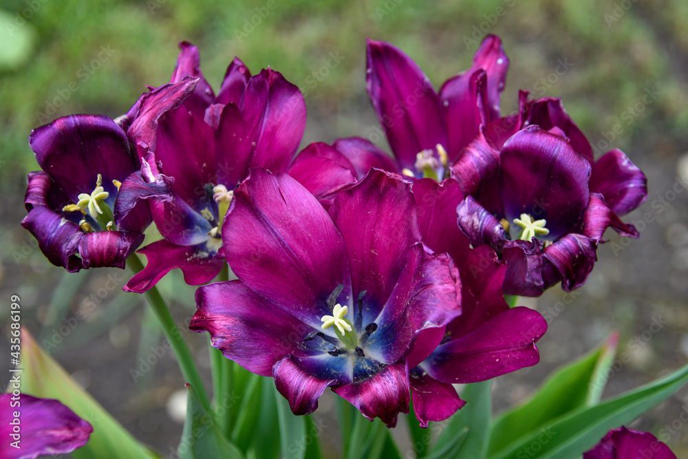 bloomed purple tulips 