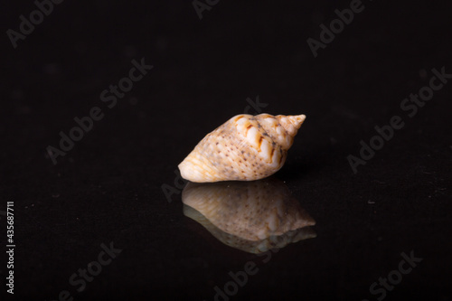 Isolated shell / shells with black Background.