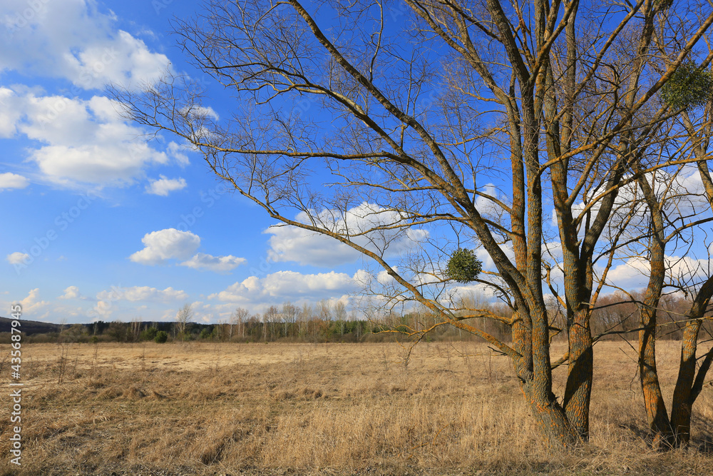 Obraz premium leafless trees on spring meadow