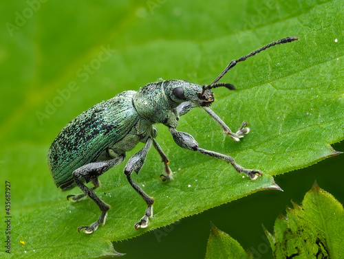 Brennnessel-Grünrüssler (Phyllobius pomaceus) photo