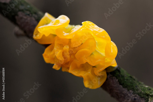 Mushroom Tremella mesenterica or yellow brain, golden jelly fungus,, witches' butter growing on a tree branch photo