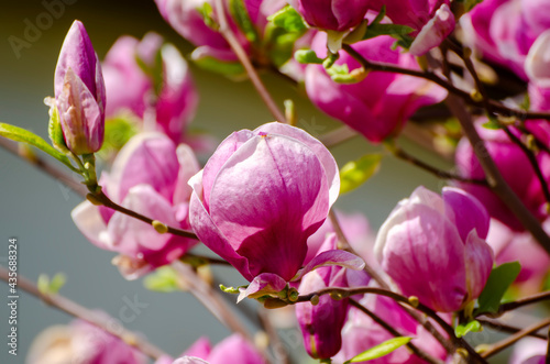Magnolia spring flowers © Roxana