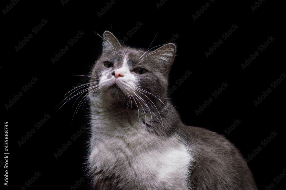 Obraz premium gray-white cat on a black background