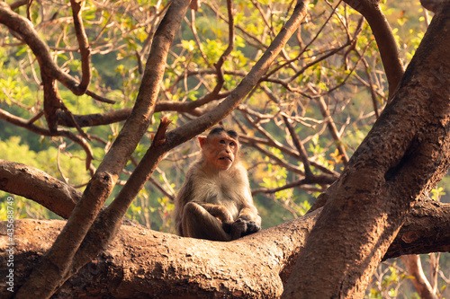 A monkey is sitting on a branch of tree with a wise-looking photo