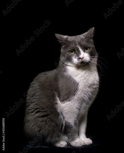 gray-white cat on a black background