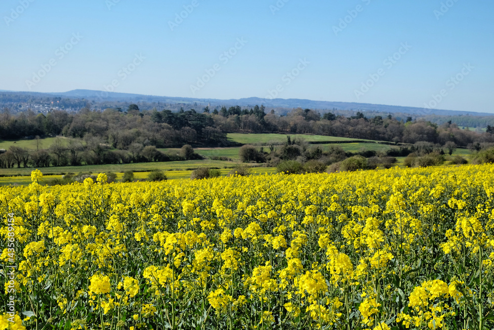 Rapeseed flowers in bloom on a sunny day