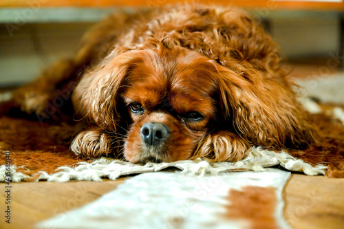 Cavalier King Charles Spaniel dog lying on the floor