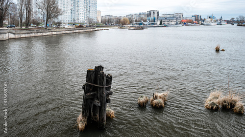 Old wooden poles in the water, the remains of an old wooden bridge in the river Pregolya photo