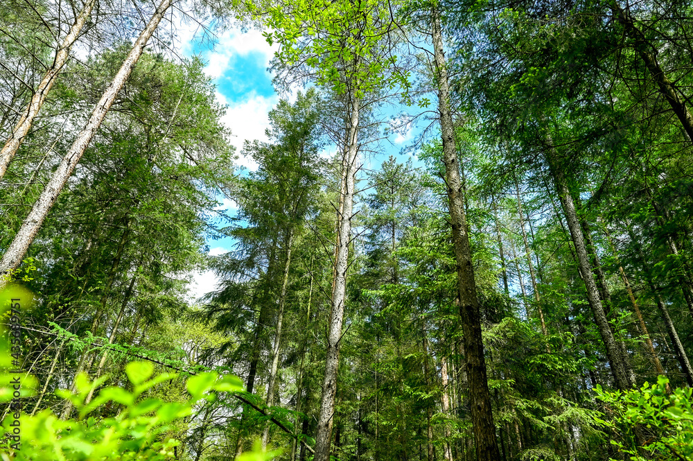 Mixed forest in Germany Lower Saxony, Buchholz an der Nordheide Mixed forest in Germany Lower Saxony, Buchholz an der Nordheide