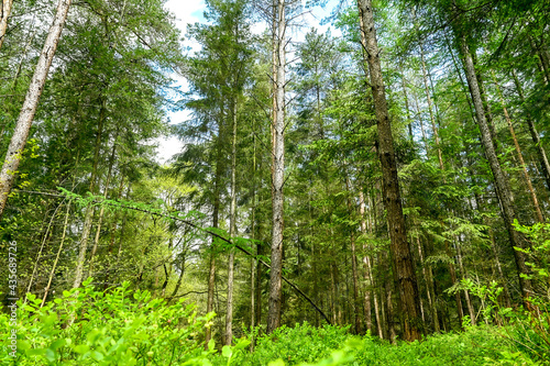 Mixed forest in Germany Lower Saxony, Buchholz an der Nordheide