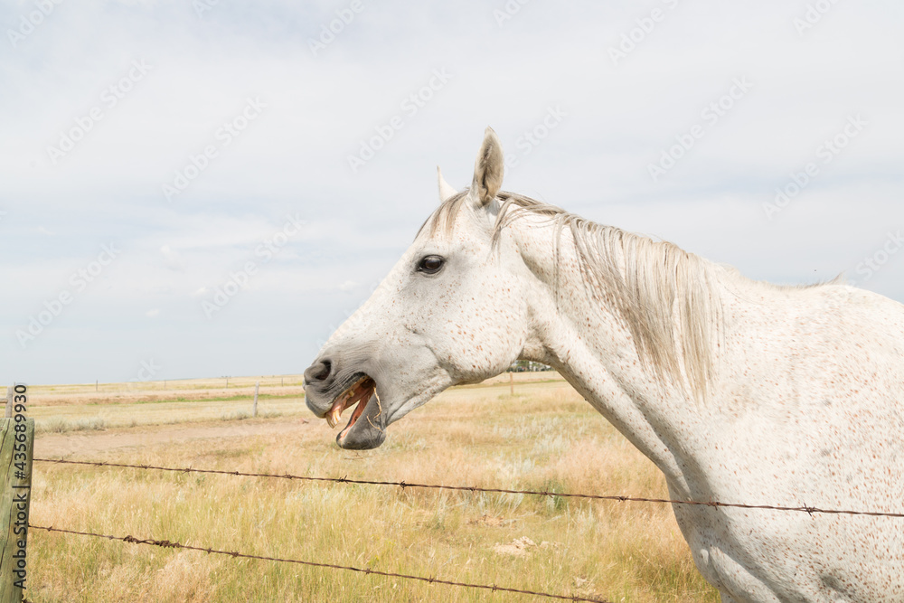 close up side view off a white horse with light brown spots
