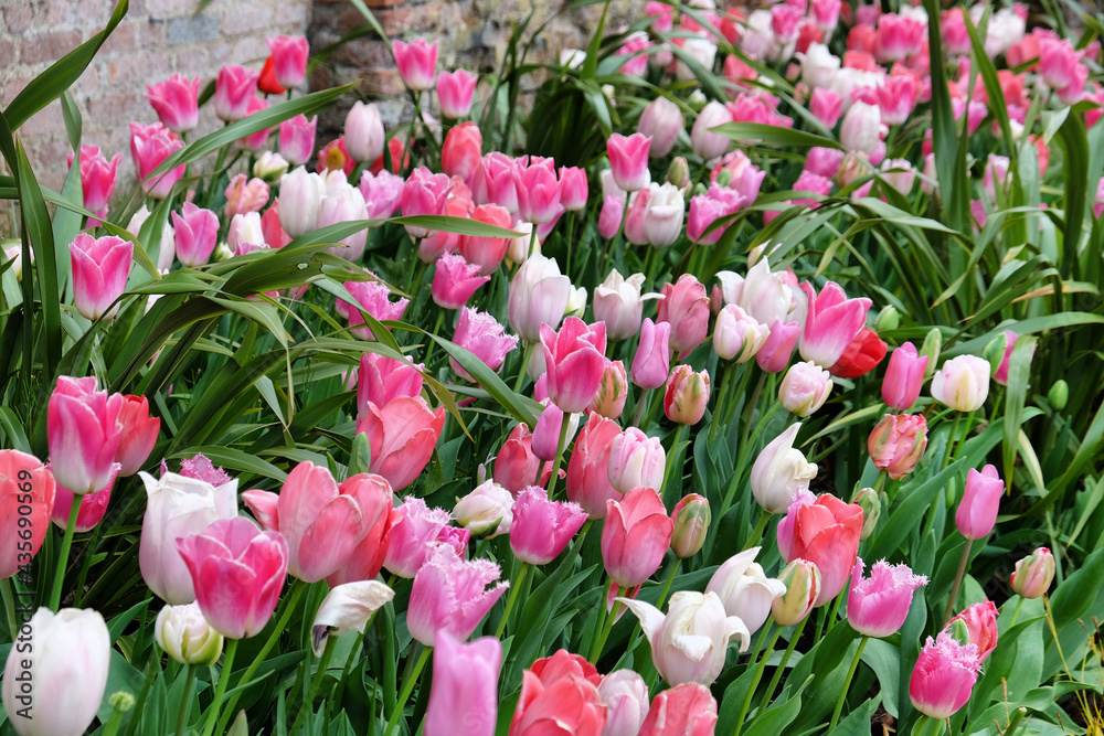 Pink and white triumph tulips 'innuendo' in flower Pink and white triumph tulips 'innuendo' in flower