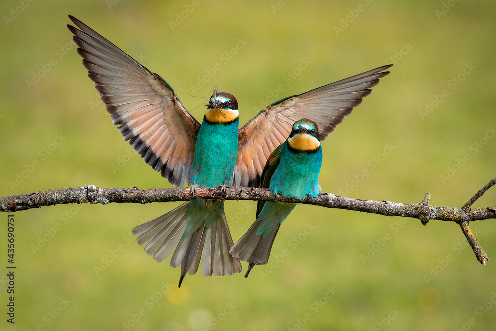 Bee-eaters flying in spring, green and defocused background