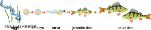 Fish life cycle. Sequence of stages of development of perch (Perca fluviatilis) freshwater fish from egg to adult animal with titles