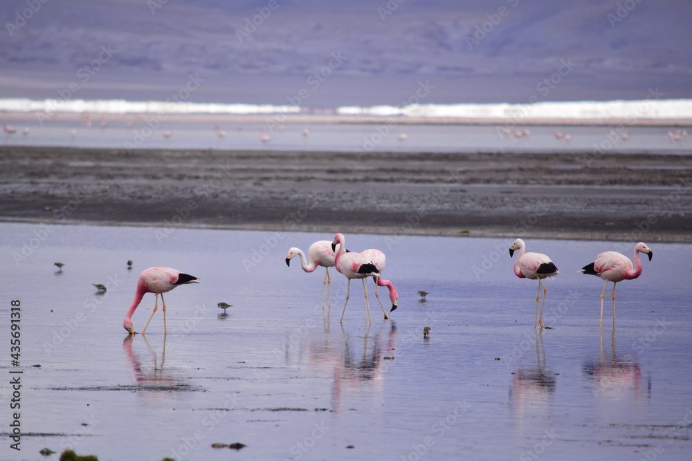 Fototapeta premium Flamengos en el altiplano