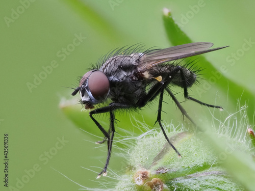 Raupenfliege photo