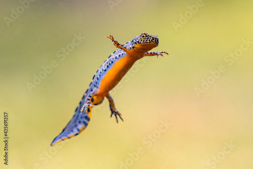 Alpine newt aquatic animal swimming in freshwater habitat photo