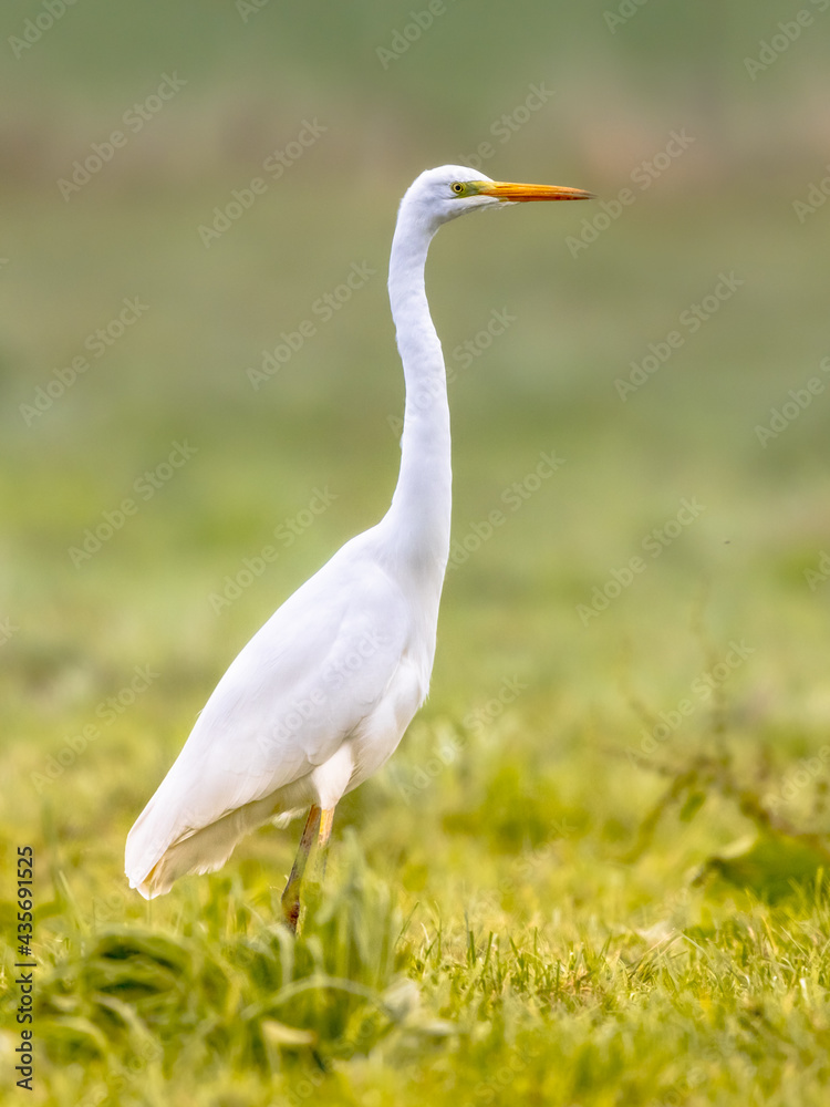 Great egret walkin on green bright background Great egret walkin on green bright background