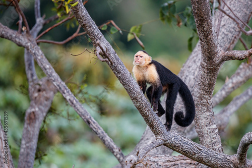 Panamanian white-faced capuchin (Cebus imitator), also known as the Panamanian white-headed capuchin or Central American white-faced capuchin sitting in a tree in Manuel Antonio in Costa