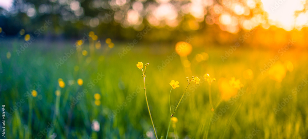 Abstract soft focus sunset field landscape of yellow flowers and grass meadow warm golden hour sunset sunrise time. Tranquil spring summer nature closeup and blurred forest background. Idyllic nature