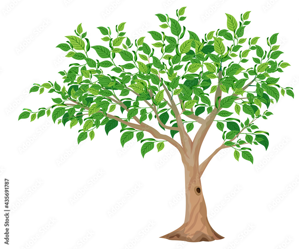 Obraz premium isolated green tree on white background vector design