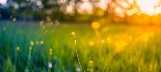 Acrylglasbilder Orange Goldene Blumenwiese im Sonnenuntergang  © icemanphotos