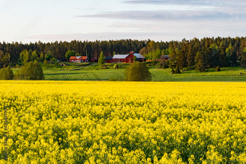 Vasteras, Sweden A field of rapeseed and yellow flowers.
