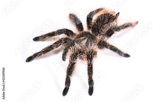 Closeup picture of the curly hair tarantula Tliltocatl albopilosus (former Brachypelma albopilosum) [Araneae: Theraphosidae] from Nicaragua, an exotic pet spider photographed on white background.