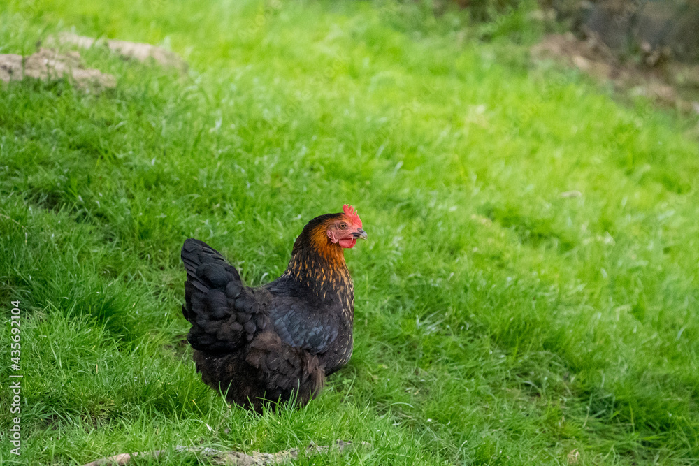 black harco free range hen chicken