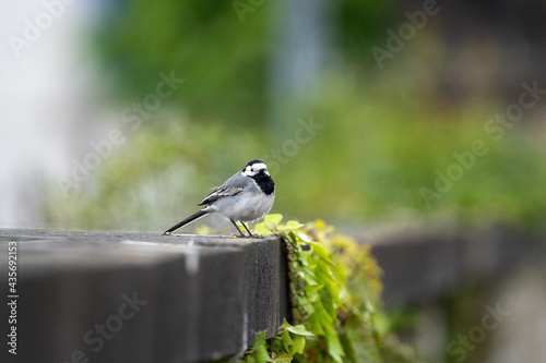 bearded White wagtail bird on a stone wall with a green background 