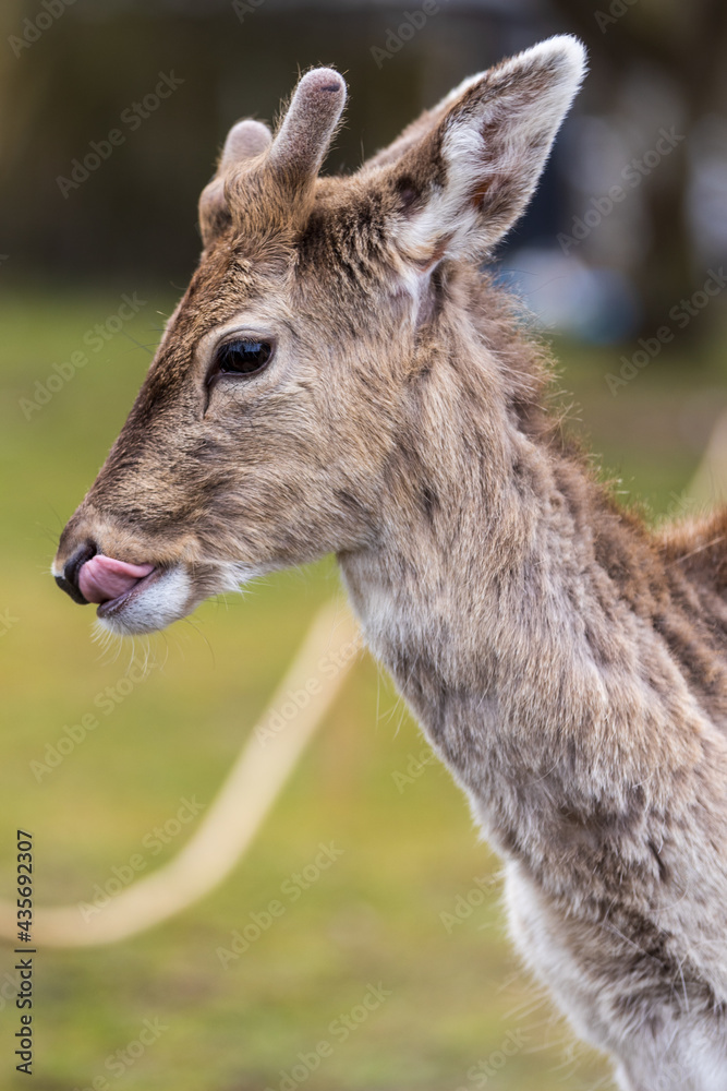 Deer tongue 