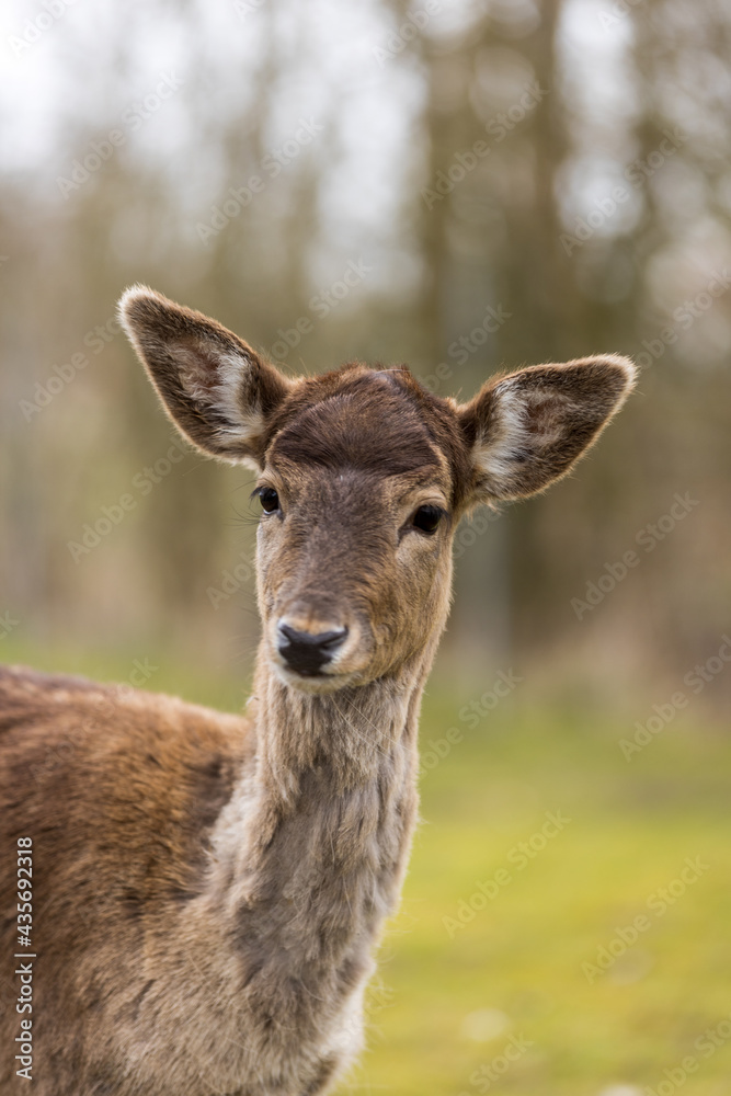 Deer portrait Deer portrait