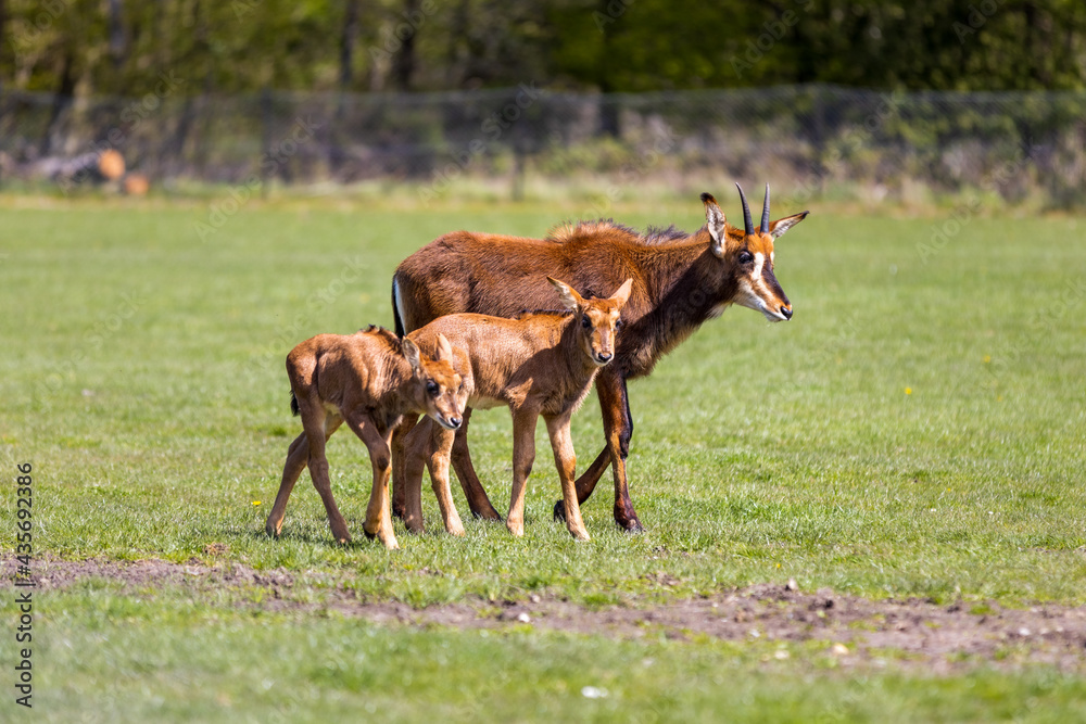 Animals walking Animals walking