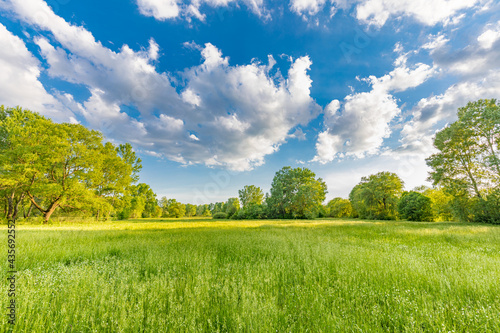 Idyllic spring summer beautiful landscape in the park with green grass field. Meadow nature, blue cloudy sky, green trees and field and trees. Nature landscape, peaceful, relax, inspire natural view
