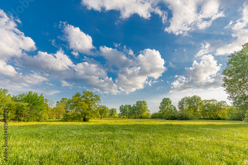 Fototapeta Naklejka Na Ścianę i Meble -  Idyllic spring summer beautiful landscape in the park with green grass field. Meadow nature, blue cloudy sky, green trees and field and trees. Nature landscape, peaceful, relax, inspire natural view