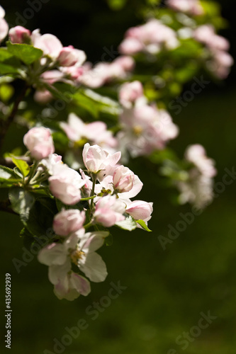 flowers on a branch of an apple tree against the background of a blurred garden