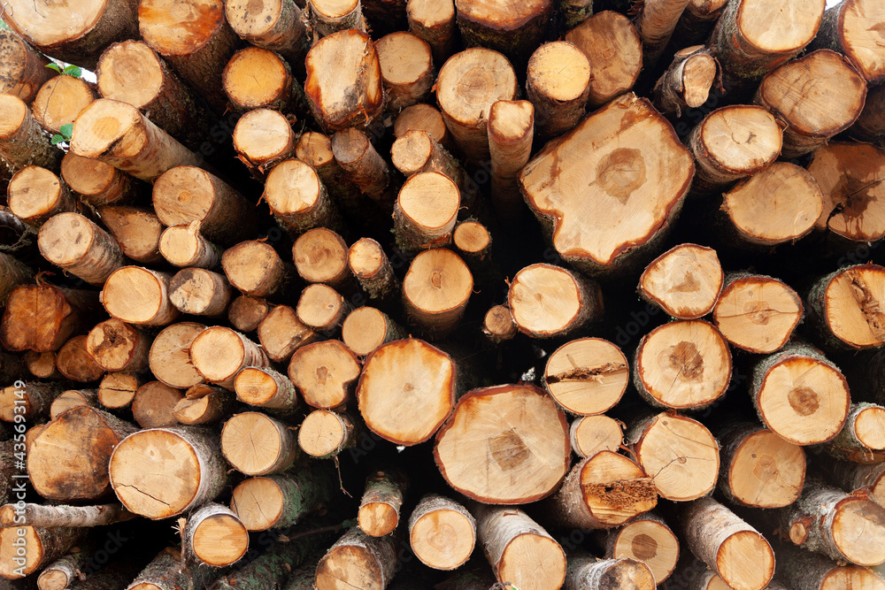 Logs in the forest are used for logging, construction of wood Logs in the forest are used for logging, construction of wood