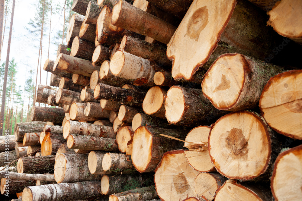 Logs in the forest are used for logging, construction of wood Logs in the forest are used for logging, construction of wood