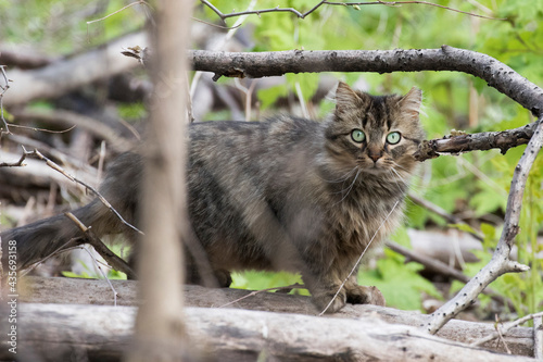 Wall Mural Feral cat in Quebec, Canada