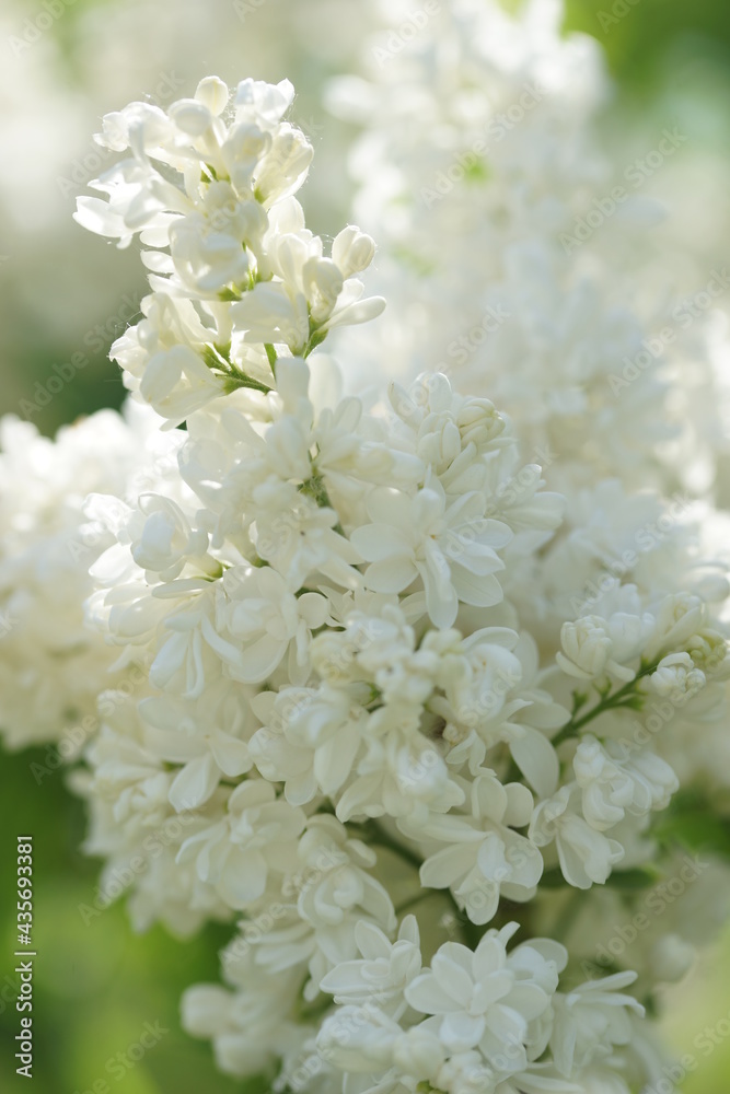 Blooming lilac bushes in spring Blooming lilac bushes in spring