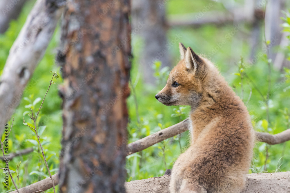 Obraz premium Cute Baby red fox in spring