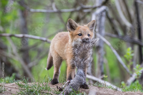 Cute Baby red fox in spring © Mircea Costina