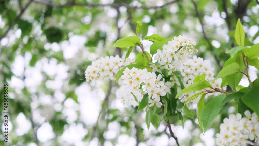 Close-up of cherry flowers. Tender spring concept. Image for cards, banners, posters for the holidays, Mother's Day, International Women's Day, Spring Day Close-up of cherry flowers. Tender spring concept. Image for cards, banners, posters for the holidays, Mother's Day, International Women's Day, Spring Day