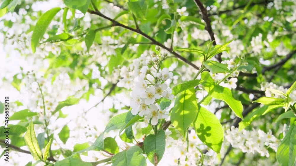 Blooming apple tree close-up. Bright spring photo. Beautiful white flowers. Great image for postcards. The concept of spring, summer, flowering. Blooming apple tree close-up. Bright spring photo. Beautiful white flowers. Great image for postcards. The concept of spring, summer, flowering.