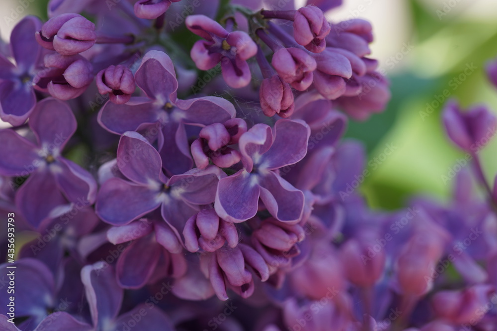 Blooming lilac bushes in spring Blooming lilac bushes in spring