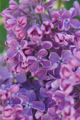 Blooming lilac bushes in spring